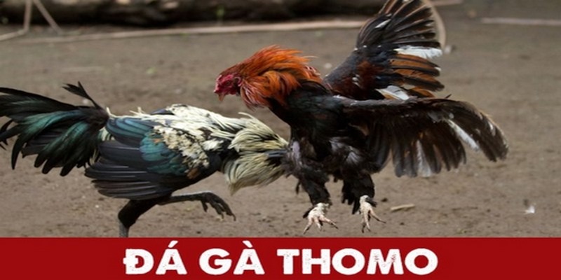 Tìm hiểu về đá gà thomo Good88