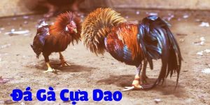 Đá gà cựa dao